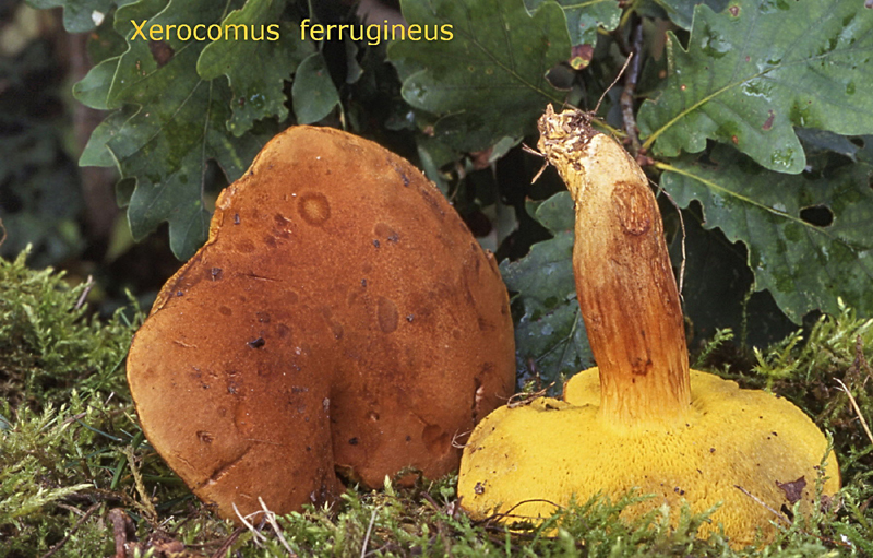 Xerocomus ferrugineus-amf315.jpg - Xerocomus ferrugineus ; Syn1: Boletus ferrugineus ; Syn2: Boletus spadiceus ; Nom français: Bolet ferrugineux